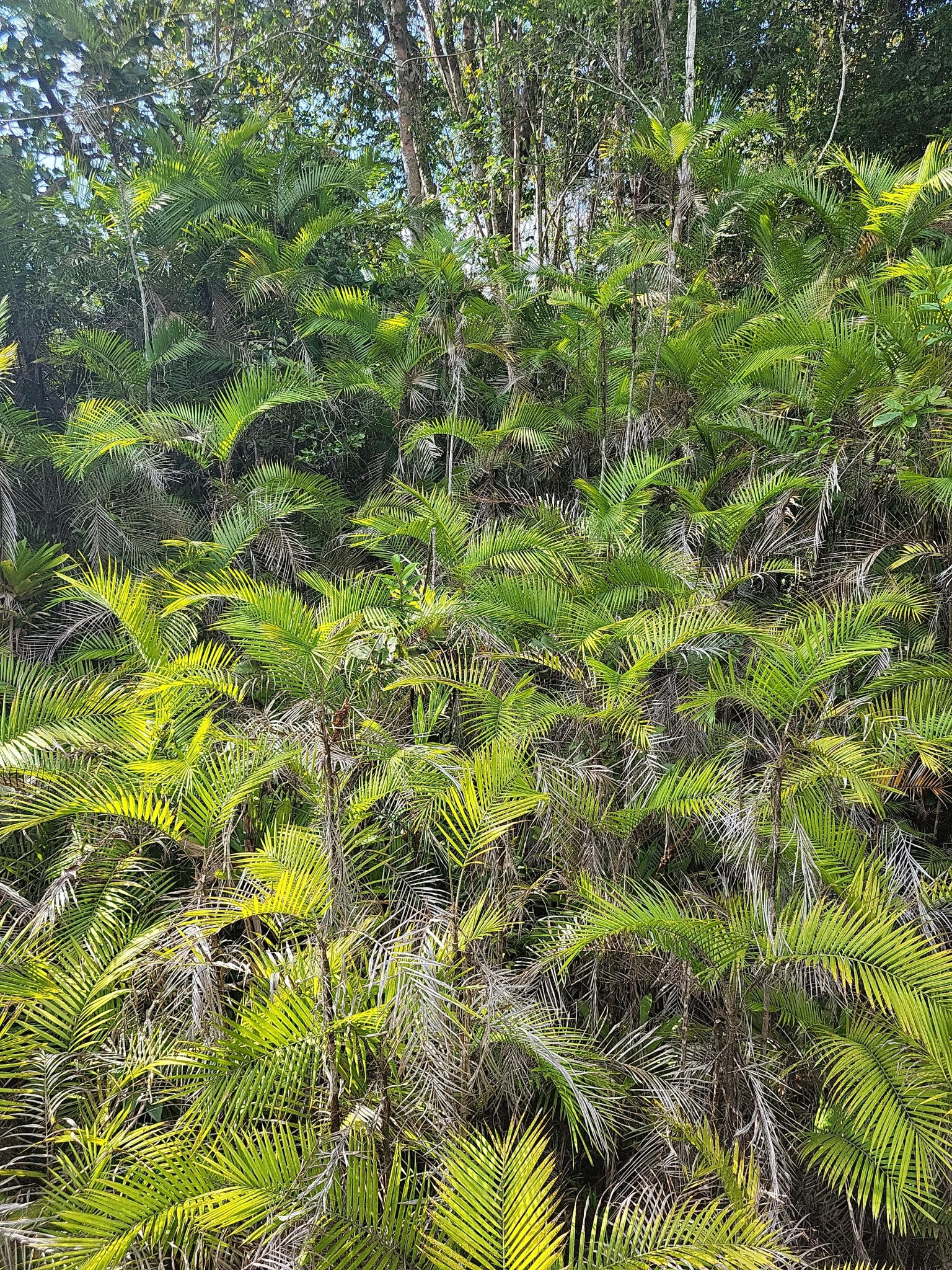 Imagem de Pupunha-brava
