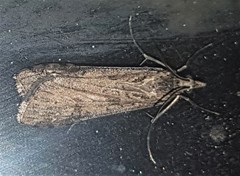 Nomophila corticalis