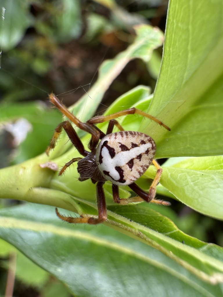 Zealaranea prina