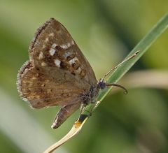 Aricoris indistincta