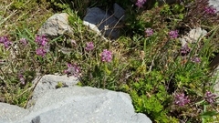 Pedicularis ornithorhynchos