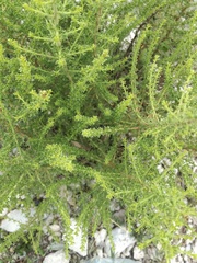 Brickellia spinulosa