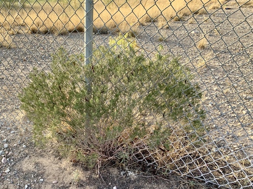 Senna artemisioides