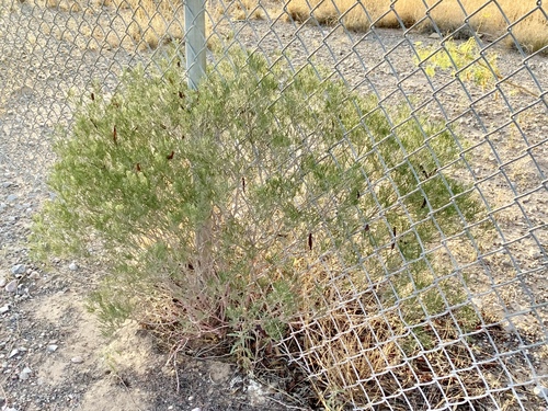 Senna artemisioides