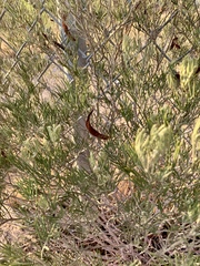 Senna artemisioides artemisioides