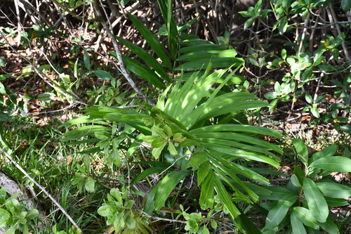 Foto de Palmeira-de-jardim