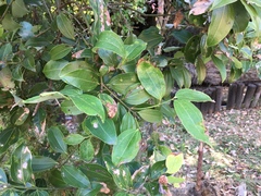 Cinnamomum yabunikkei