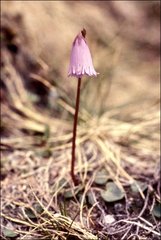 Soldanella pusilla