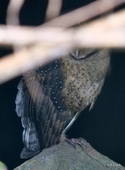 Tyto alba punctatissima