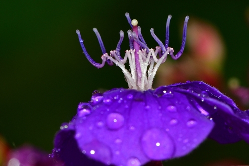 Pleroma heteromallum (D.Don) D.Don