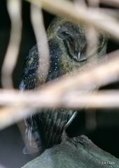 Tyto alba punctatissima