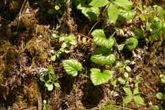Rubus nivalis