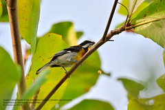 Spindalis zena benedicti