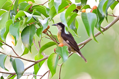 Coereba flaveola caboti