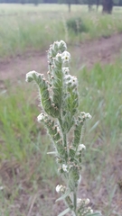 Oreocarya setosissima