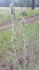 Oreocarya setosissima