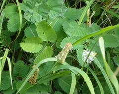 Sanguisorba stipulata