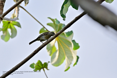 Spindalis zena benedicti