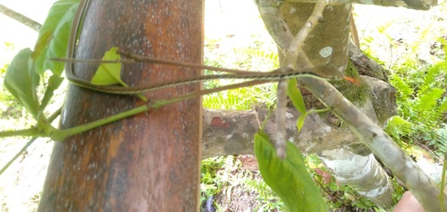 Moluccan Painted Bronzeback