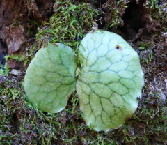 Platycerium superbum