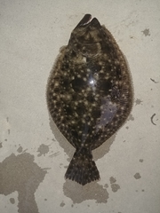 Paralichthys lethostigma