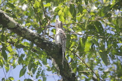 Nyctibius jamaicensis