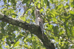 Nyctibius jamaicensis