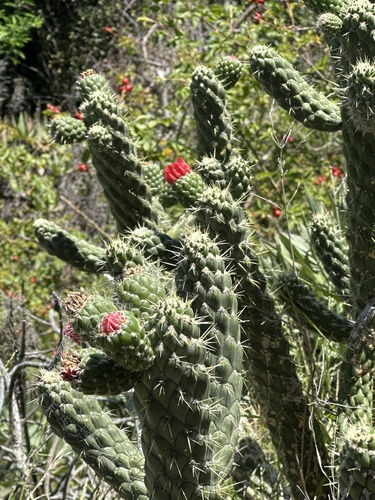 Foto de Austrocylindropuntia cylindrica