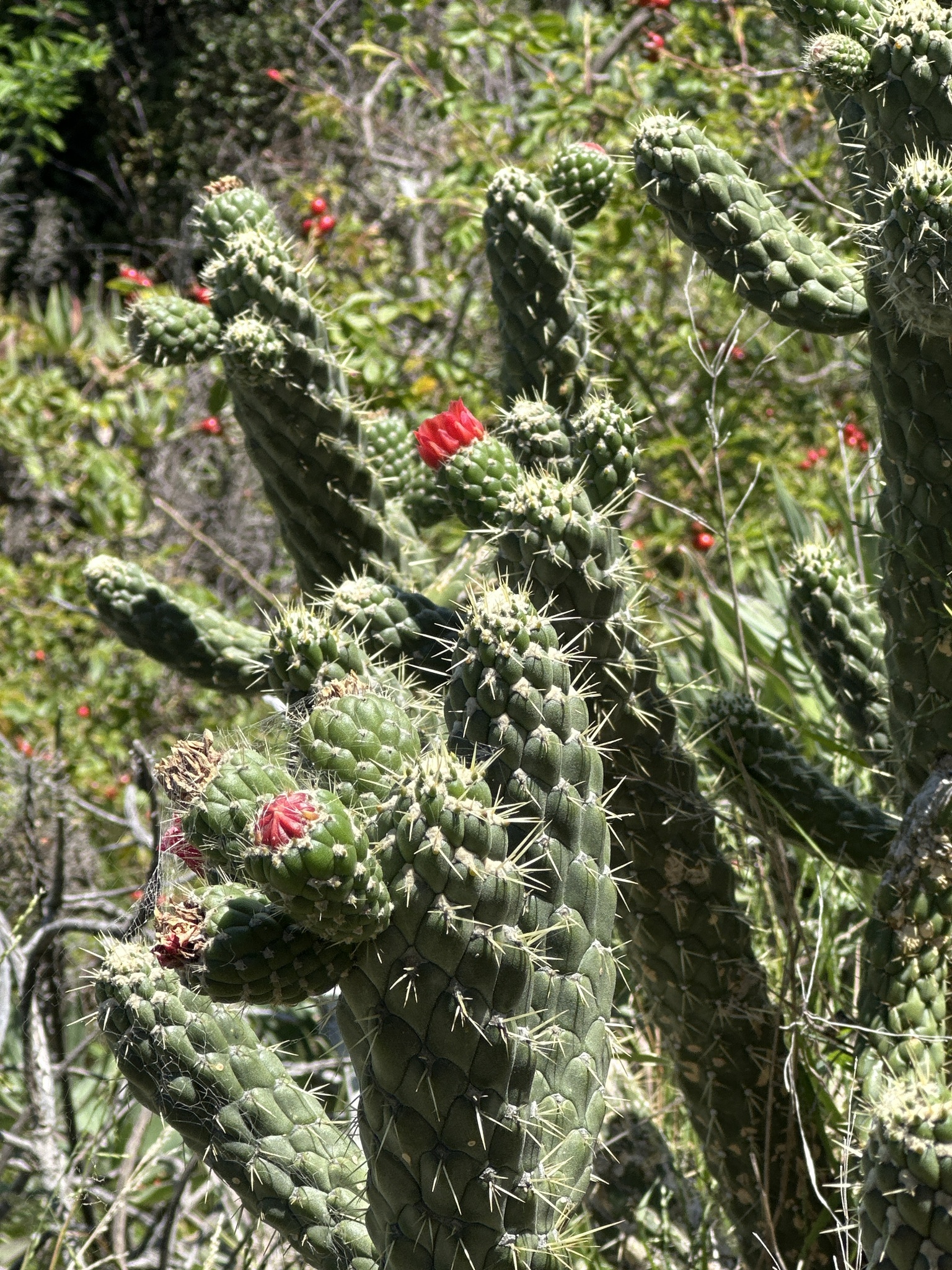 Imagem de Austrocylindropuntia cylindrica