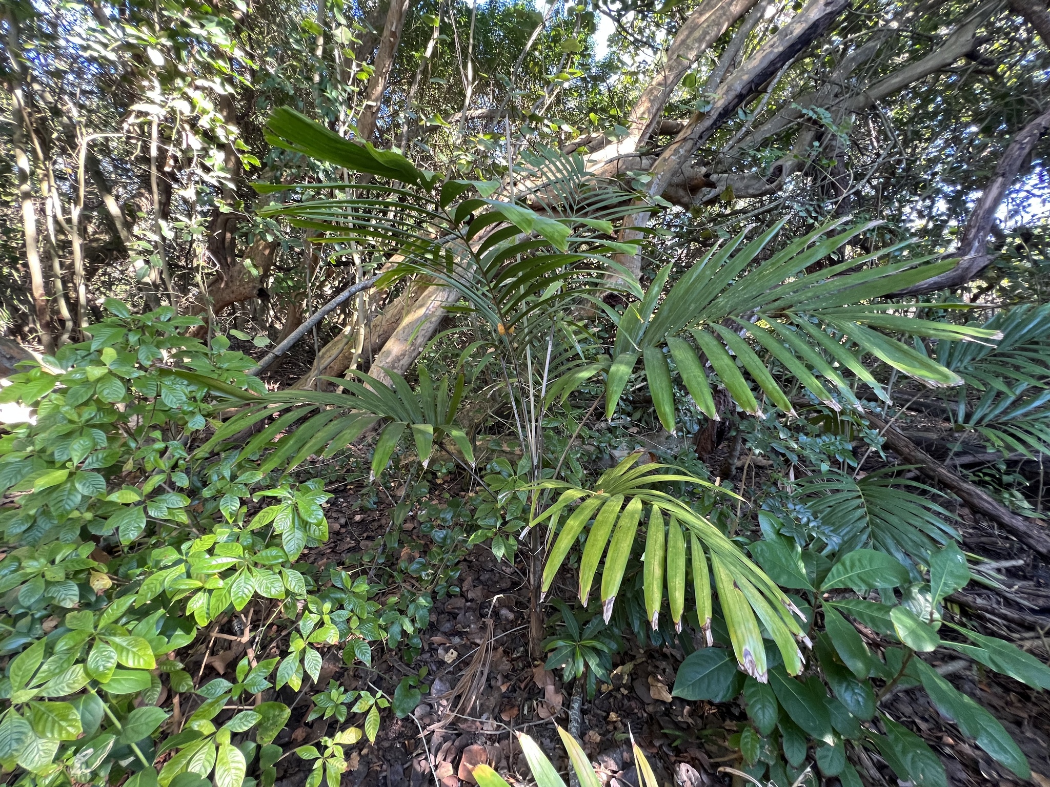 Imagem de Palmeira-de-jardim
