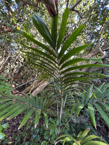Foto de Palmeira-de-jardim