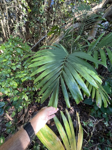 Foto de Palmeira-de-jardim