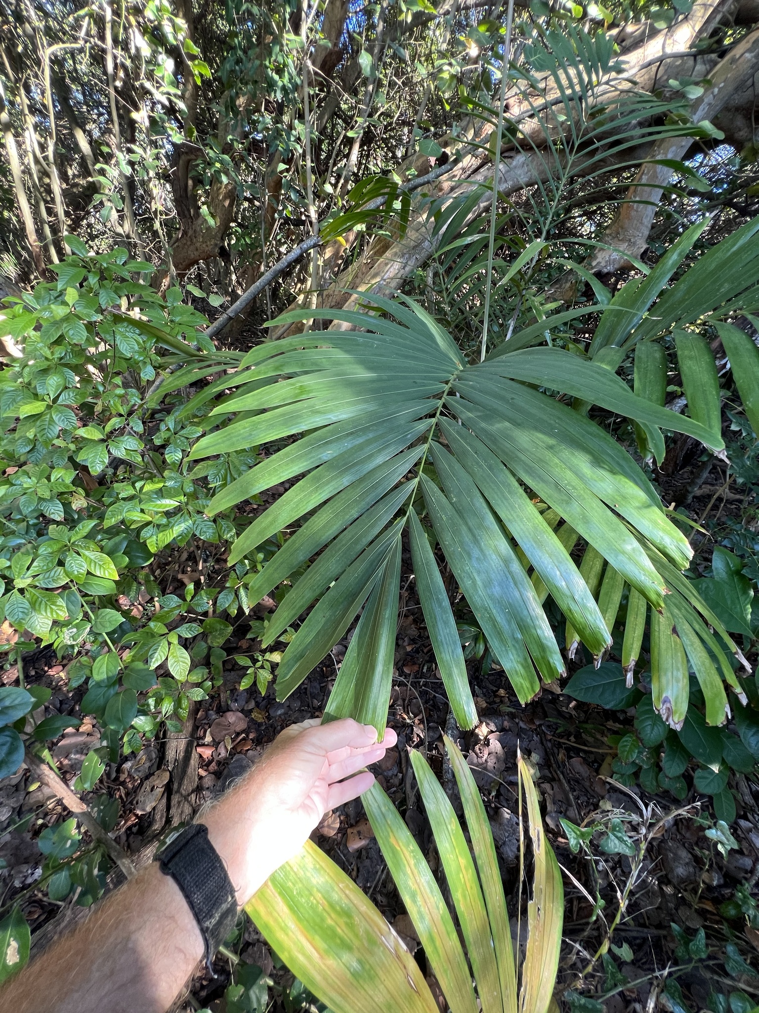 Imagem de Palmeira-de-jardim