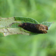 Eucosma ochroterminana