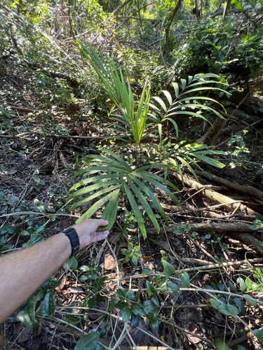 Foto de Palmeira-de-jardim