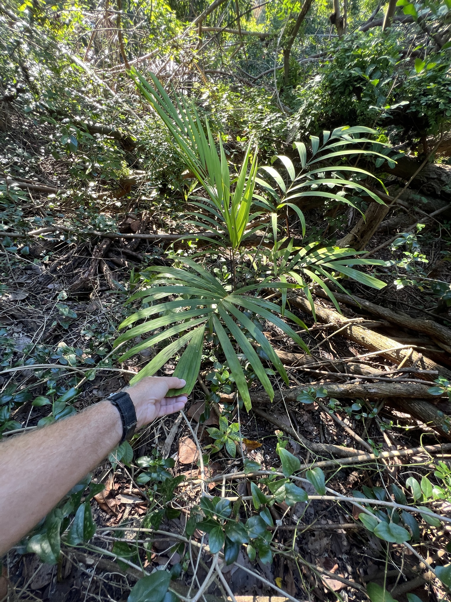 Imagem de Palmeira-de-jardim