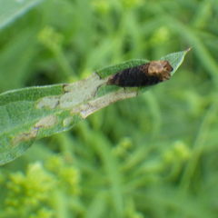 Eucosma ochroterminana