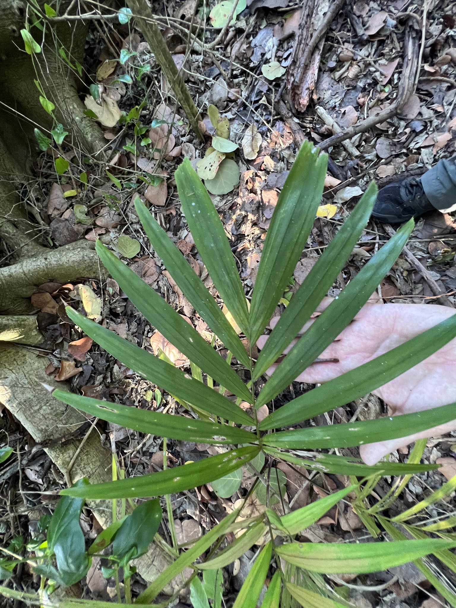 Imagem de Palmeira-de-jardim