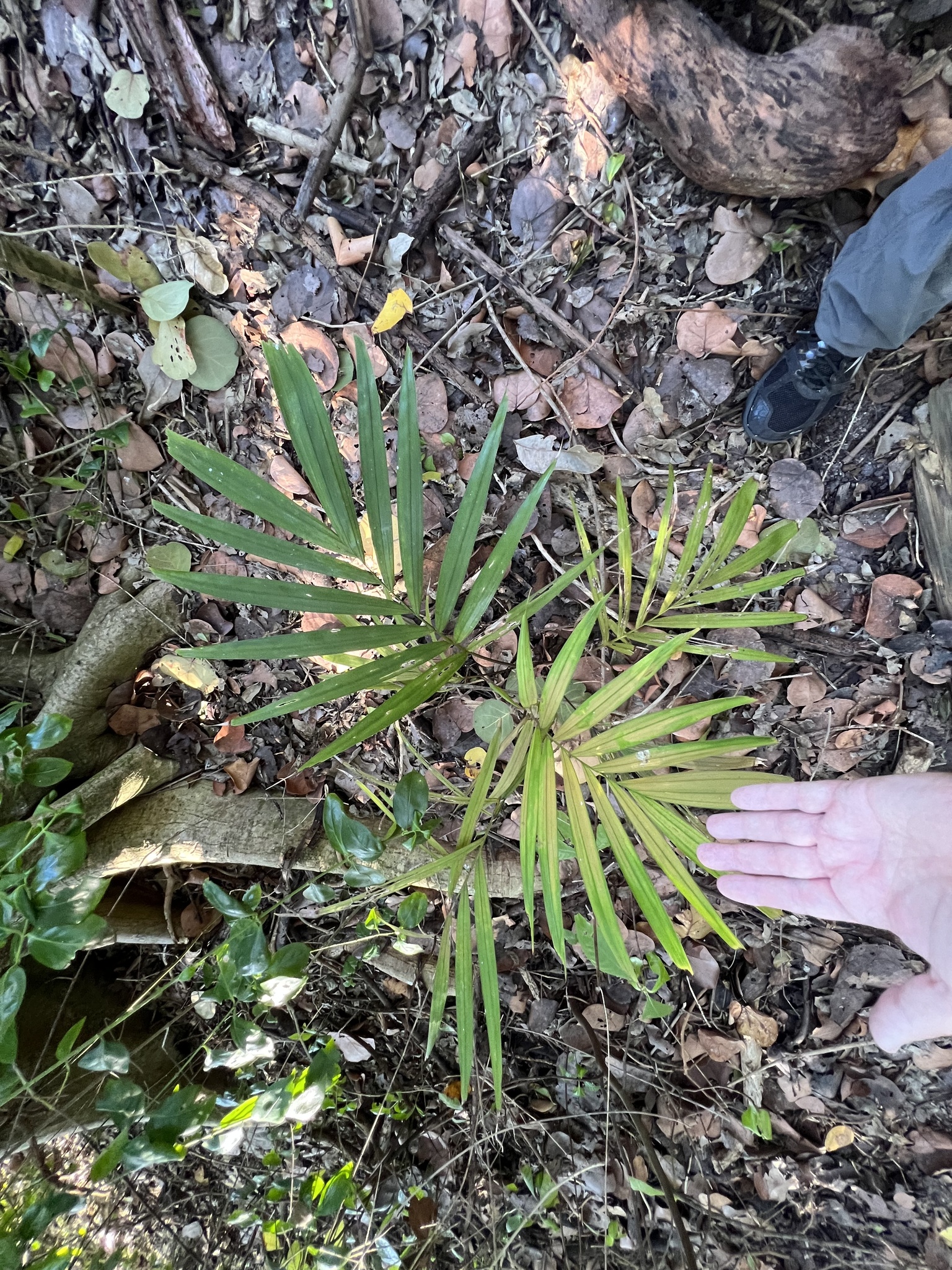 Imagem de Palmeira-de-jardim