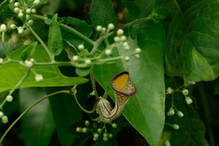 Aristolochia triangularis, photograph André Nogueira Thomas, CC BY, iNaturalist via GBIF