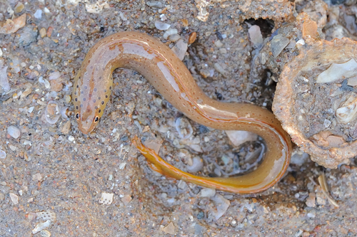 Spotted eel blenny (Notograptus guttatus) — Plesiopidae — 3