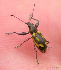 Galapaganus howdenae