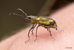 Galapaganus howdenae