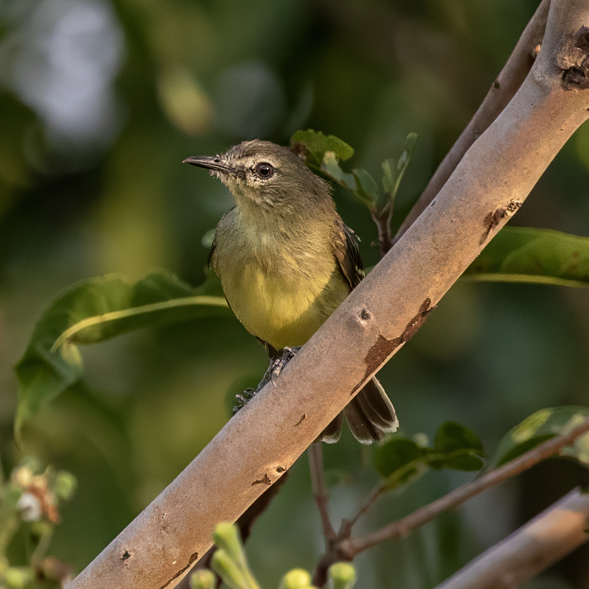 Amazonian Inezia (Inezia subflava), photo 1