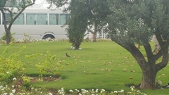 Acridotheres tristis