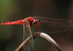Crocothemis servilia