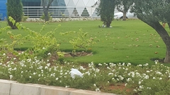 Acridotheres tristis