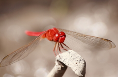 Crocothemis servilia