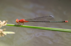 Pseudagrion pilidorsum declaratum