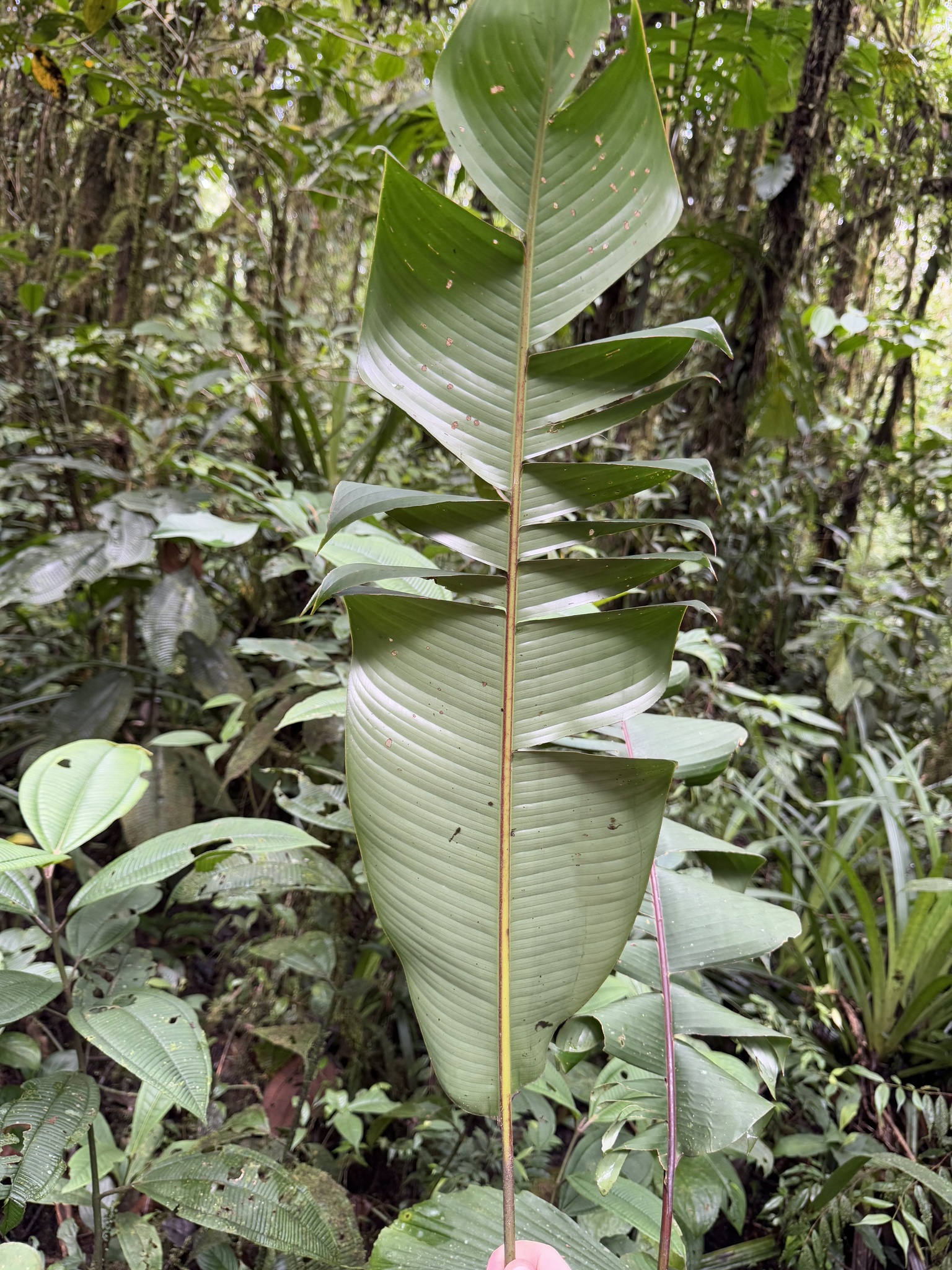 Imagem de Bananeira-de-jardim